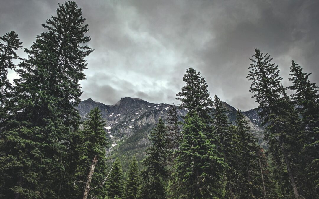 š Into the Woods: Few Nature Secrets Worth Sharing